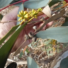 Eucalyptus pauciflora subsp. pauciflora at Queanbeyan West, NSW - 25 Jul 2024 09:24 AM