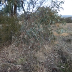 Eucalyptus pauciflora subsp. pauciflora at Queanbeyan West, NSW - 25 Jul 2024 09:24 AM