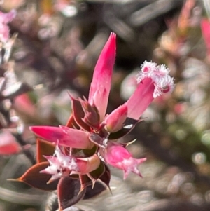 Leucopogon neoanglicus at Sassafras, NSW - 24 Jul 2024