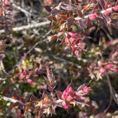 Leucopogon neoanglicus at Sassafras, NSW - 24 Jul 2024 10:41 AM