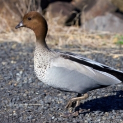 Chenonetta jubata at Mogo, NSW - 23 Jul 2024