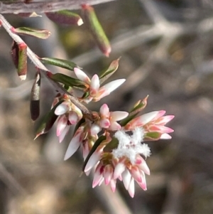 Leucopogon ericoides at Bulee, NSW - 24 Jul 2024