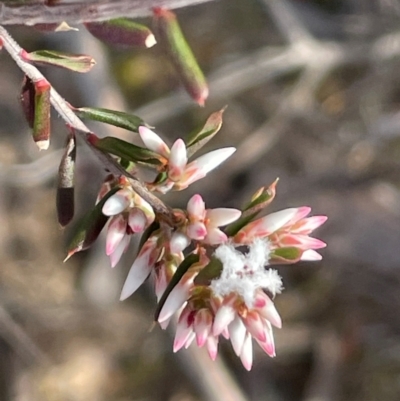 Leucopogon ericoides (Pink Beard-Heath) at Bulee, NSW - 24 Jul 2024 by JaneR