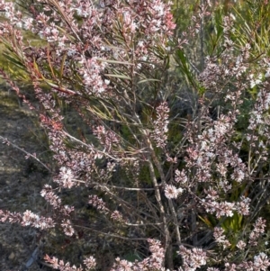 Leucopogon ericoides at Bulee, NSW - 24 Jul 2024