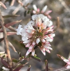 Leucopogon ericoides at Bulee, NSW - 24 Jul 2024