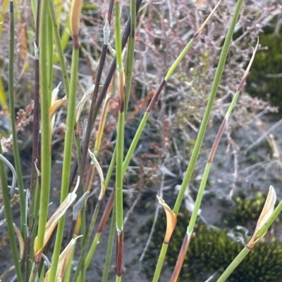 Lepyrodia (genus) (Scale Rush) at Bulee, NSW - 24 Jul 2024 by JaneR