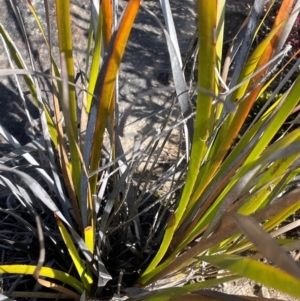 Lepidosperma laterale at Bulee, NSW - 24 Jul 2024