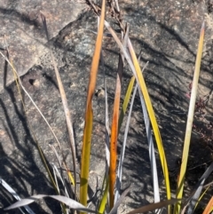 Lepidosperma laterale at Bulee, NSW - 24 Jul 2024