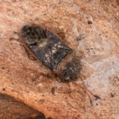Unidentified Shield, Stink or Jewel Bug (Pentatomoidea) at Belconnen, ACT - 24 Jul 2024 by kasiaaus