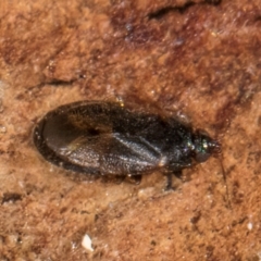 Unidentified True bug (Hemiptera, Heteroptera) at Belconnen, ACT - 24 Jul 2024 by kasiaaus