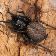 Badumna longinqua (Grey House Spider) at Belconnen, ACT - 24 Jul 2024 by kasiaaus