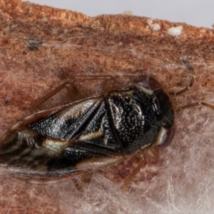 Stylogeocoris elongatus at Belconnen, ACT - 24 Jul 2024