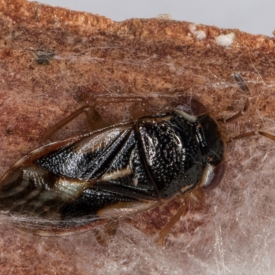 Stylogeocoris elongatus (A big-eyed bug) at Belconnen, ACT - 24 Jul 2024 by kasiaaus