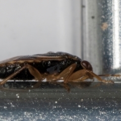 Stylogeocoris elongatus at Belconnen, ACT - 24 Jul 2024