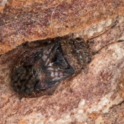 Eurynysius meschioides (Seed bug) at Belconnen, ACT - 24 Jul 2024 by kasiaaus