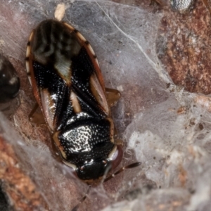 Stylogeocoris elongatus at Belconnen, ACT - 24 Jul 2024 11:41 AM