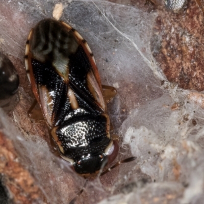 Stylogeocoris elongatus (A big-eyed bug) at Belconnen, ACT - 24 Jul 2024 by kasiaaus