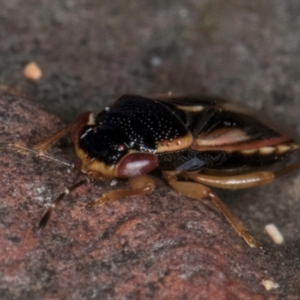 Stylogeocoris elongatus at Belconnen, ACT - 24 Jul 2024 11:41 AM