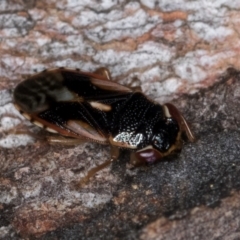 Stylogeocoris elongatus at Belconnen, ACT - 24 Jul 2024 11:41 AM