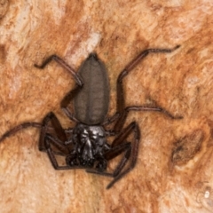 Gnaphosidae or Trochanteriidae (families) at Belconnen, ACT - 24 Jul 2024 11:45 AM