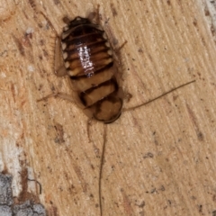 Robshelfordia sp. (genus) (A Shelford cockroach) at Belconnen, ACT - 24 Jul 2024 by kasiaaus