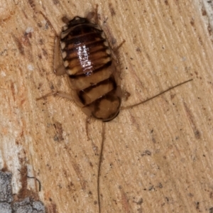 Robshelfordia sp. (genus) at Belconnen, ACT - 24 Jul 2024 11:50 AM