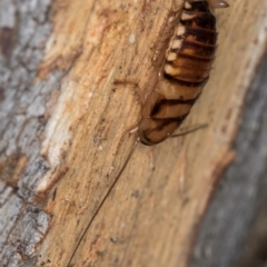 Robshelfordia sp. (genus) at Belconnen, ACT - 24 Jul 2024