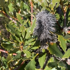Banksia paludosa subsp. paludosa (Swamp Banksia) at Sassafras, NSW - 24 Jul 2024 by JaneR