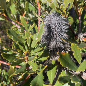 Banksia paludosa subsp. paludosa at Sassafras, NSW - 24 Jul 2024