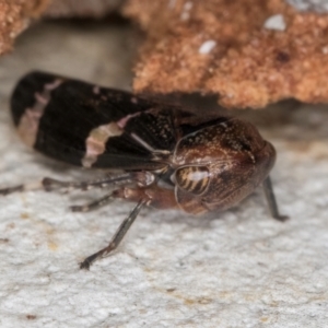 Eurypella tasmaniensis at Flynn, ACT - 24 Jul 2024