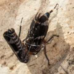 Eurypella tasmaniensis at Flynn, ACT - 24 Jul 2024 01:40 PM