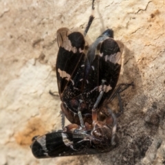 Eurypella tasmaniensis at Flynn, ACT - 24 Jul 2024 01:40 PM