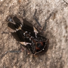 Eurypella tasmaniensis at Flynn, ACT - 24 Jul 2024