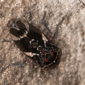 Eurypella tasmaniensis at Flynn, ACT - 24 Jul 2024 01:40 PM