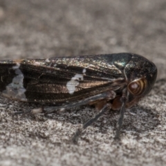 Eurypella tasmaniensis at Flynn, ACT - 24 Jul 2024