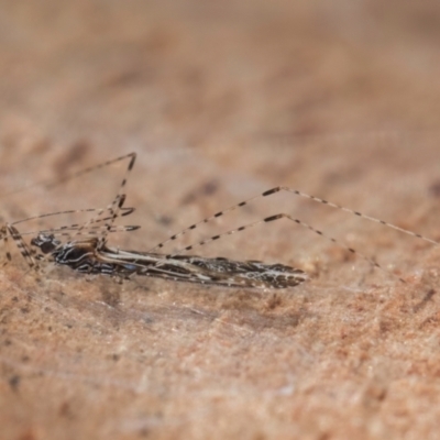 Empicoris sp. (genus) (Thread-legged assassin bug) at Melba, ACT - 24 Jul 2024 by kasiaaus