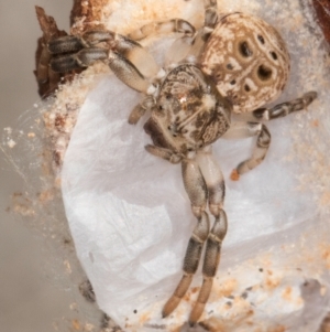 Cymbacha ocellata at Melba, ACT - 24 Jul 2024