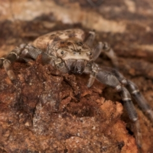 Cymbacha ocellata at Melba, ACT - 24 Jul 2024