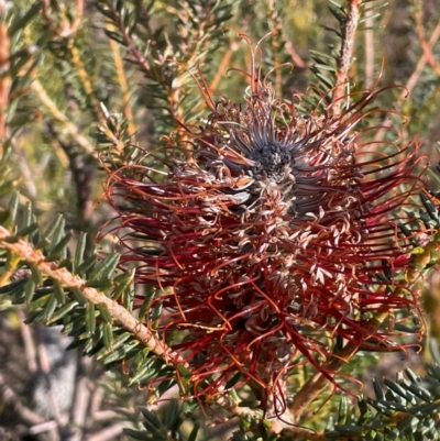 Banksia ericifolia (Heath Banksia) at Bulee, NSW - 24 Jul 2024 by JaneR