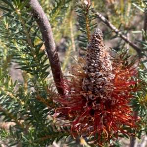 Banksia ericifolia at Bulee, NSW - 24 Jul 2024