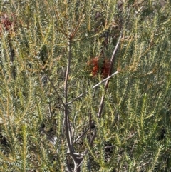 Banksia ericifolia at Bulee, NSW - 24 Jul 2024