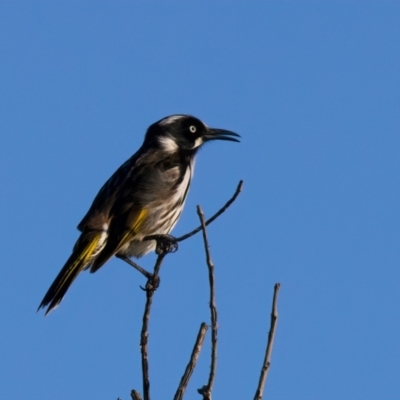 Phylidonyris novaehollandiae (New Holland Honeyeater) at Guerilla Bay, NSW - 21 Jul 2024 by jb2602