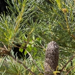 Banksia spinulosa var. spinulosa (Hairpin Banksia) at Bulee, NSW - 24 Jul 2024 by JaneR