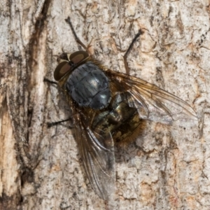 Calliphora stygia at Fraser, ACT - 24 Jul 2024 01:56 PM