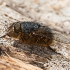 Calliphora stygia at Fraser, ACT - 24 Jul 2024 01:56 PM