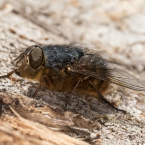 Calliphora stygia at Fraser, ACT - 24 Jul 2024