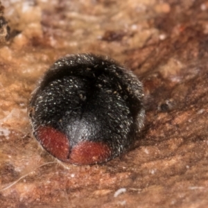 Coccinellidae (family) at Fraser, ACT - 24 Jul 2024