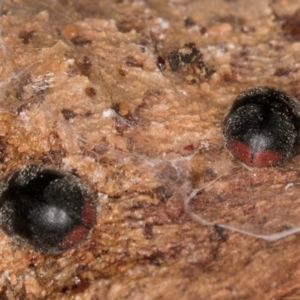 Coccinellidae (family) at Fraser, ACT - 24 Jul 2024