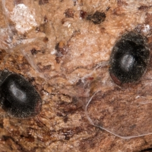 Coccinellidae (family) at Fraser, ACT - 24 Jul 2024 02:02 PM