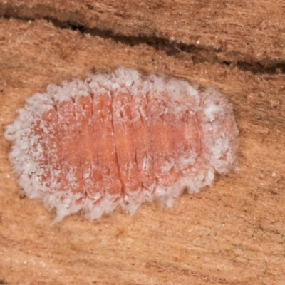 Monophlebidae (family) (Mealy Bugs) at Fraser, ACT - 24 Jul 2024 by kasiaaus